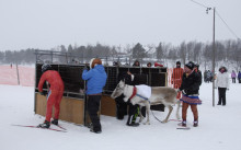 reindeer in start box getting ready for race