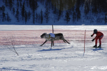 skiier pulled by reindeer