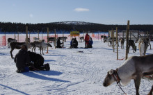 reindeer on frozen lake